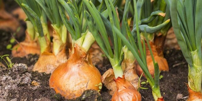 Harga Bawang Bombay, Efek Samping dan Manfaatnya