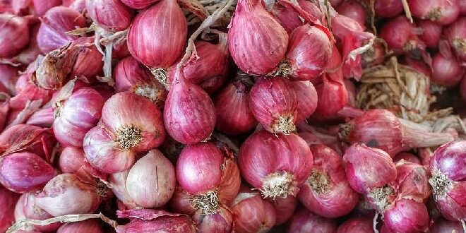 Update Harga Bawang Merah per Kg Terbaru, Manfaat, Cara Menanam Hidroponik dan Efek Samping