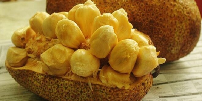 Harga Cempedak Per Kg Terbaru dan Manfaat