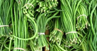 Harga Kacang Panjang per Kg Terbaru, Manfaat, Olahan dan Efek Samping