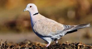Daftar Harga Burung Puter Terbaru Jenis dan Suara