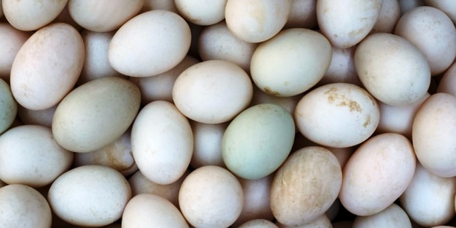 Daftar Harga Telur Bebek Mentah dan Telur Asin Terbaru